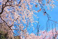 東京都　多摩森林科学園 [KHI110015161]