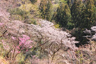 東京都　多摩森林科学園 [KHI110015162]
