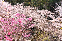 東京都　多摩森林科学園 [KHI110015163]