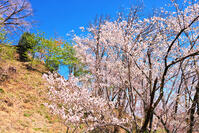 東京都　多摩森林科学園 [KHI110015166]
