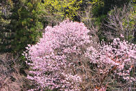 東京都　多摩森林科学園 [KHI110015169]