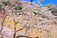 東京都　多摩森林科学園 [KHI110015170]