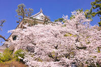 神奈川県　桜咲く春の小田原城の常盤木門 [KHI110015172]