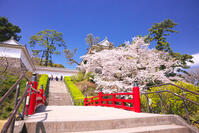 神奈川県　桜咲く春の小田原城の常盤木門と常盤木橋 [KHI110015173]