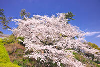 神奈川県　桜咲く春の小田原城の常盤木門 [KHI110015174]