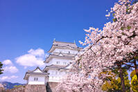 神奈川県　桜咲く春の小田原城　天守閣 [KHI110015175]