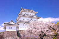 神奈川県　桜咲く春の小田原城　天守閣 [KHI110015176]