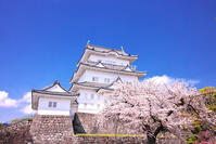 神奈川県　桜咲く春の小田原城　天守閣 [KHI110015177]