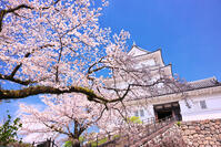 神奈川県　桜咲く春の小田原城　天守閣 [KHI110015178]