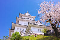神奈川県　桜咲く春の小田原城　天守閣 [KHI110015179]