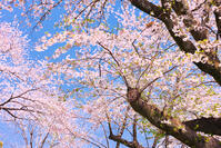 神奈川県　小田原城の桜 [KHI110015180]