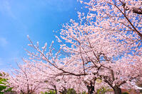 神奈川県　小田原城の桜 [KHI110015183]