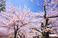 神奈川県　小田原城の桜 [KHI110015184]