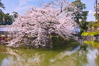 神奈川県　小田原城　馬出門の桜　 [KHI110015185]