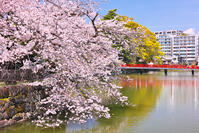 神奈川県　小田原城　学橋と桜 [KHI110015187]