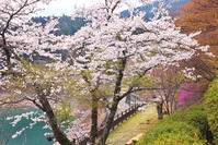 桜咲く奥多摩湖の春 [KHI110015220]