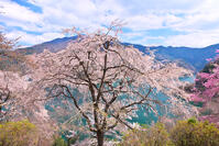 桜咲く奥多摩湖の春 [KHI110015221]