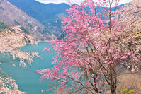 桜咲く奥多摩湖の春 [KHI110015222]