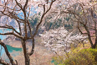 桜咲く奥多摩湖の春 [KHI110015223]