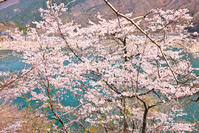 桜咲く奥多摩湖の春 [KHI110015224]