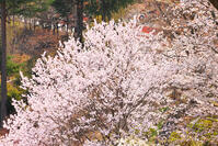 桜咲く奥多摩湖の春 [KHI110015225]