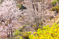 桜咲く奥多摩湖の春 [KHI110015226]