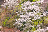 桜咲く奥多摩湖の春 [KHI110015227]
