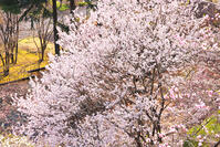 桜咲く奥多摩湖の春 [KHI110015228]