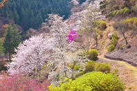 桜咲く奥多摩湖の春 [KHI110015229]