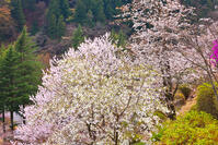桜咲く奥多摩湖の春 [KHI110015230]