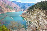 桜咲く奥多摩湖の春 [KHI110015232]