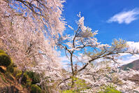桜咲く奥多摩湖の春 [KHI110015233]