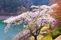 桜咲く奥多摩湖の春 [KHI110015234]