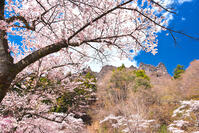 群馬県　桜咲く妙義公園さくらの里 [KHI110015235]