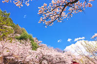 群馬県　桜咲く妙義公園さくらの里 [KHI110015236]