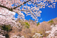 群馬県　桜咲く妙義公園さくらの里　【画像処理：電線を消しています】 [KHI110015237]