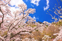 群馬県　桜咲く妙義公園さくらの里　【画像処理：電線を消しています】 [KHI110015238]