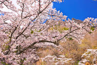 群馬県　桜咲く妙義公園さくらの里　【画像処理：電線を消しています】 [KHI110015239]