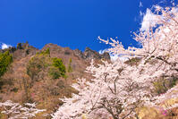 群馬県　桜咲く妙義公園さくらの里 [KHI110015240]