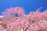 群馬県　妙義公園さくらの里のヤエベニシダレ [KHI110015242]