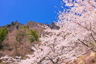 群馬県　桜咲く妙義公園さくらの里 [KHI110015243]