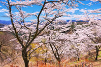 群馬県　桜咲く妙義公園さくらの里 [KHI110015244]