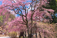群馬県　桜咲く妙義公園さくらの里 [KHI110015245]