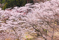 群馬県　桜咲く妙義公園さくらの里 [KHI110015246]