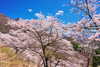群馬県　桜咲く妙義公園さくらの里 [KHI110015248]