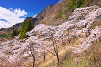 群馬県　桜咲く妙義公園さくらの里 [KHI110015250]