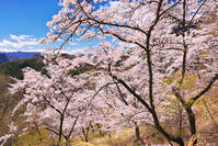 群馬県　桜咲く妙義公園さくらの里 [KHI110015252]