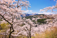 群馬県　桜咲く妙義公園さくらの里 [KHI110015255]