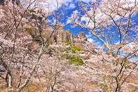 群馬県　桜咲く妙義公園さくらの里　【画像処理：電線を消しています】 [KHI110015257]