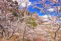 群馬県　桜咲く妙義公園さくらの里 [KHI110015259]